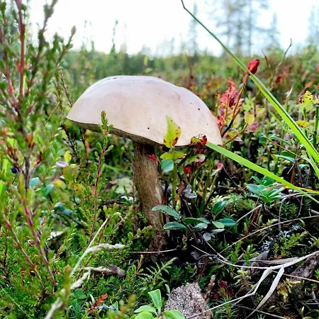 Kide By Iso-syoete Hotel Syöte