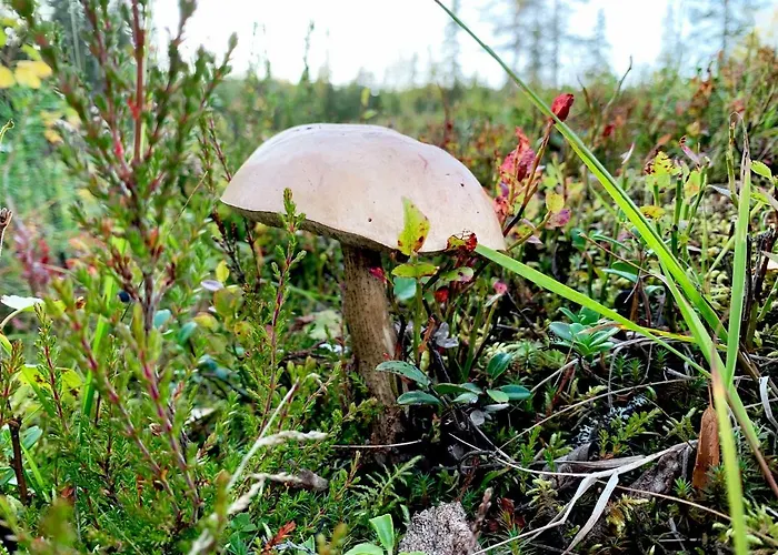 Kide By فندق Syöte